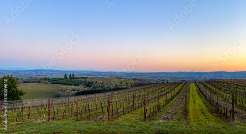 A soft sunset glows against a blue sky behind this view of an Oregon vineyard, rows of vines, green grass and clippings between rows. 