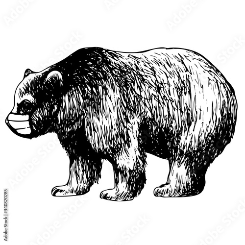 hand drawn illustration of bear with mask
