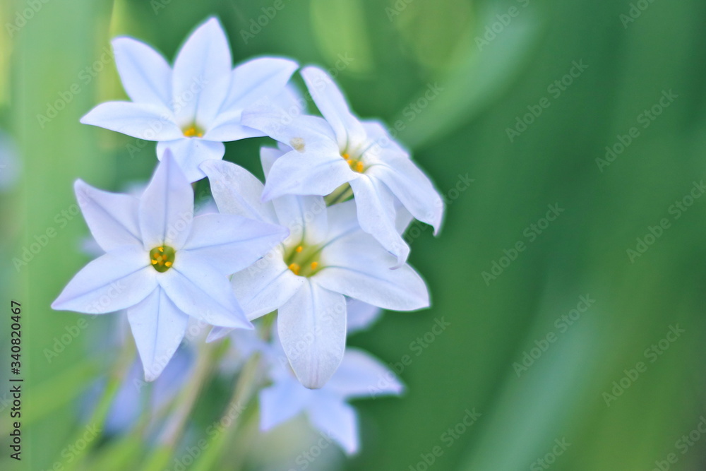 Fototapeta premium ニラ