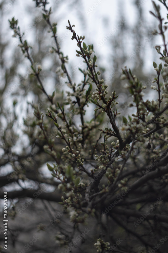 Fototapeta premium Wing of spring