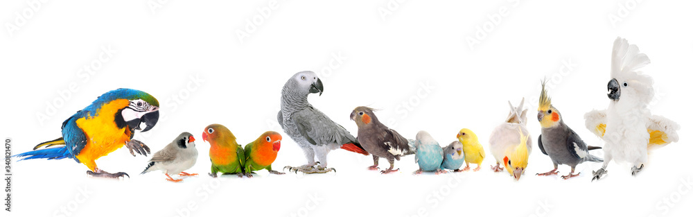 group of birds