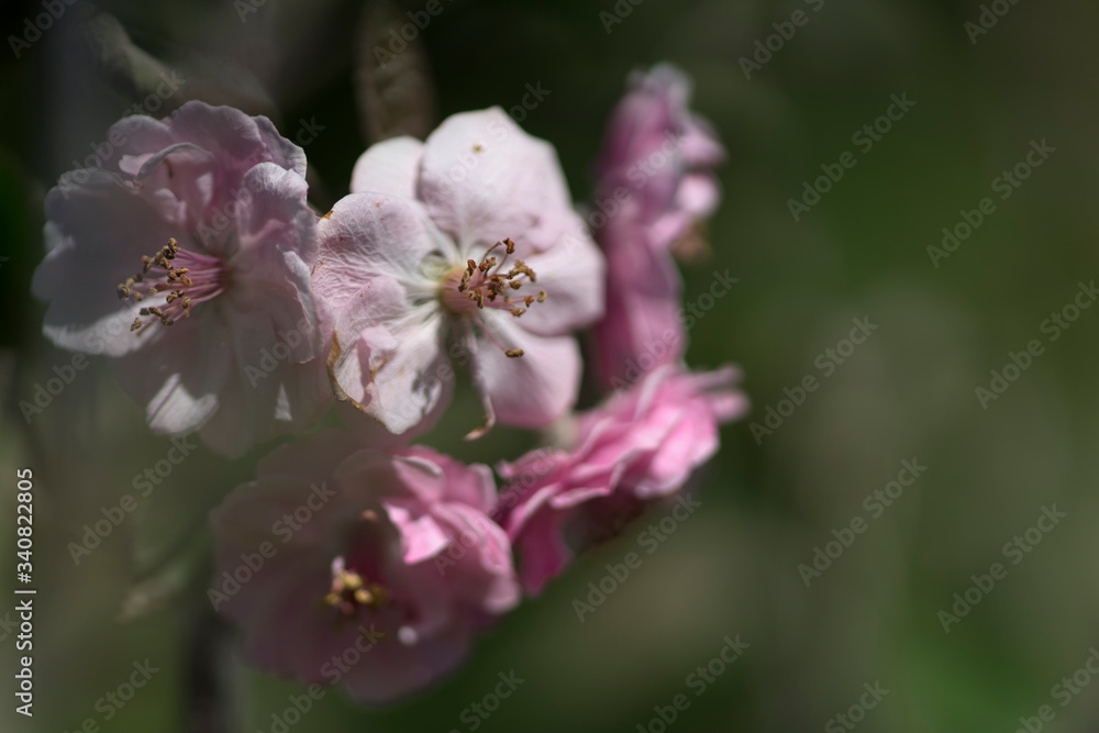 Malus is a genus of about 30–55 species of small deciduous trees or shrubs in the family Rosaceae. Malus is a genus of about 30–55 species of small deciduous trees or shrubs in the family Rosaceae.