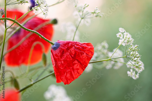Poppy Flowers In Soft Light