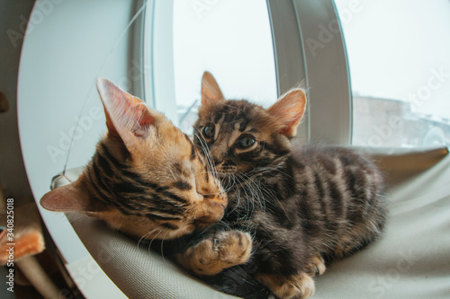 Fototapeta Naklejka Na Ścianę i Meble -  Two cute bengal kittens gold and chorocoal color laying on the cat's window bed and relaxing liking and washing each other.