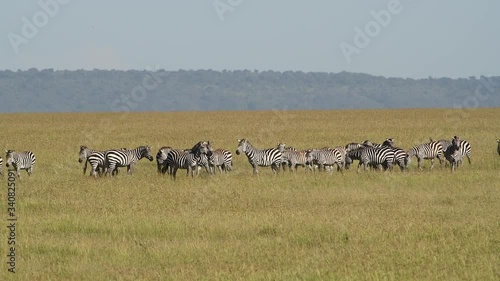 Zebras gather in the Maasai Mara grasslands during the Great Migration in Kenya. photo