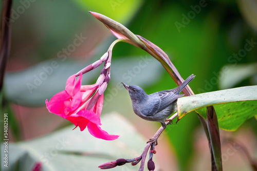 The Slaty flowerpiercer, Diglossa plumbea The bird is perched on the branch at the beautiful flower in the rain forest America Costa Rica Wildlife nature scene. green background.. photo