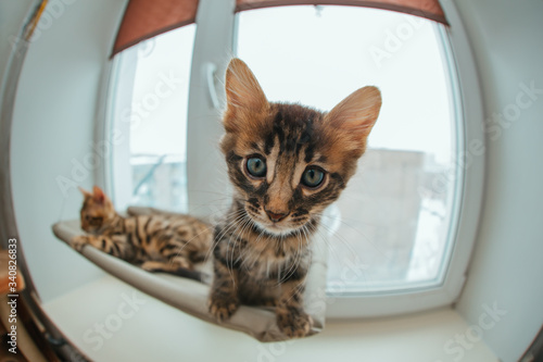 Cute charcoal bengal kitty cat laying on the cat's window bed watching on the room. © Smile