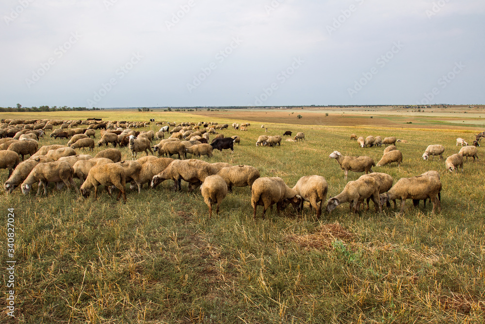 Flock of sheep grazes in nature. Countryside, agriculture. Natural rustic background. Pet walk. Selective focus. Beautiful animals grazing on pasture in countryside