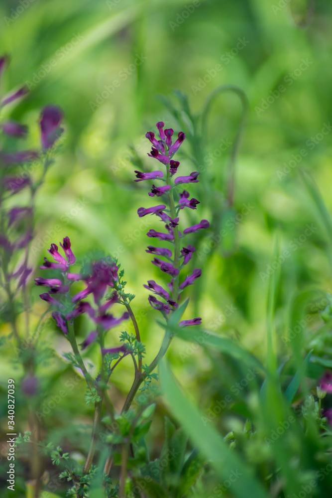 Close-up view of blooming Fumaria officinalis, purple plant in the garden, wild flowers, macro nature, green grass, field, Common fumitory or Earth smoke plant Close-up view of blooming Fumaria officinalis, purple plant in the garden, wild flowers, macro nature, green grass, field, Common fumitory or Earth smoke plant