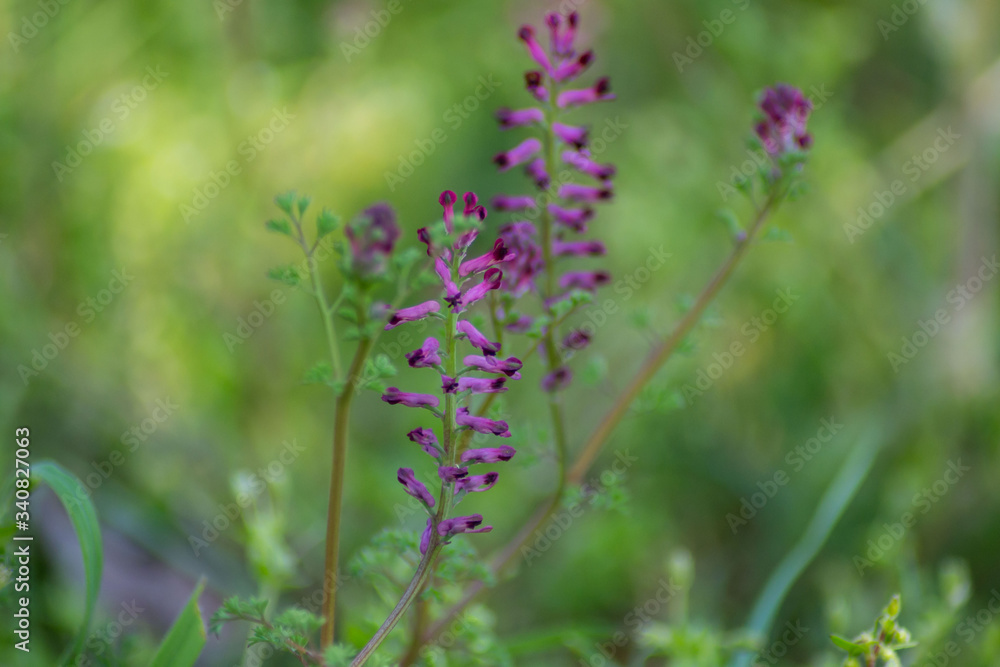 Close-up view of blooming Fumaria officinalis, purple plant in the garden, wild flowers, macro nature, green grass, field, Common fumitory or Earth smoke plant Close-up view of blooming Fumaria officinalis, purple plant in the garden, wild flowers, macro nature, green grass, field, Common fumitory or Earth smoke plant