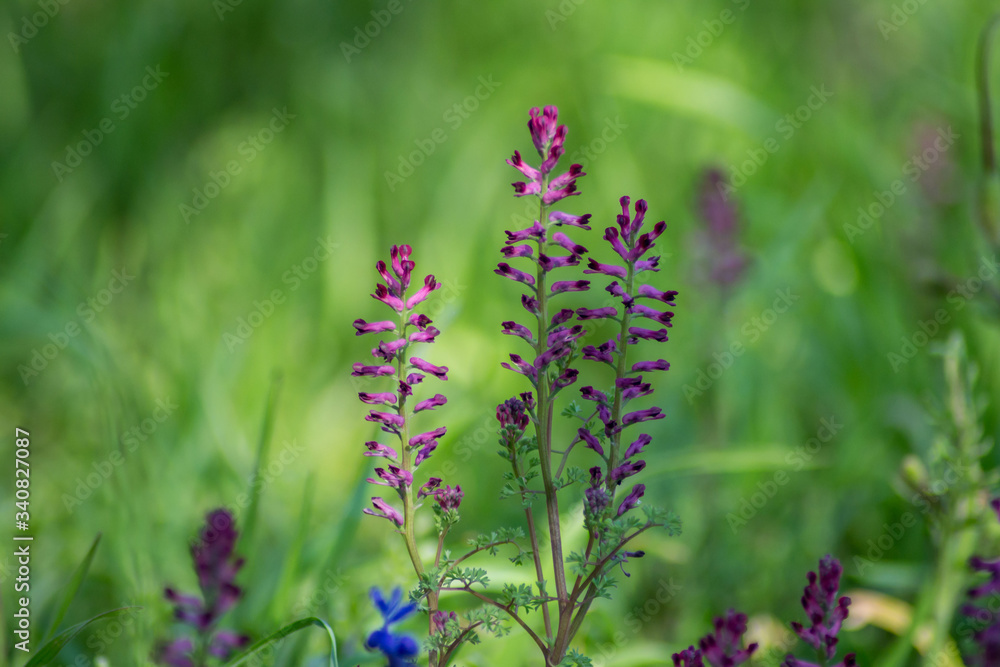 Close-up view of blooming Fumaria officinalis, purple plant in the garden, wild flowers, macro nature, green grass, field, Common fumitory or Earth smoke plant Close-up view of blooming Fumaria officinalis, purple plant in the garden, wild flowers, macro nature, green grass, field, Common fumitory or Earth smoke plant