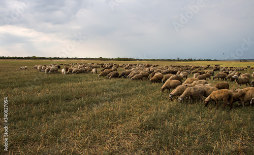 Flock of sheep grazes in nature. Countryside, agriculture. Natural rustic background. Pet walk. Selective focus. Beautiful animals grazing on pasture in countryside photo