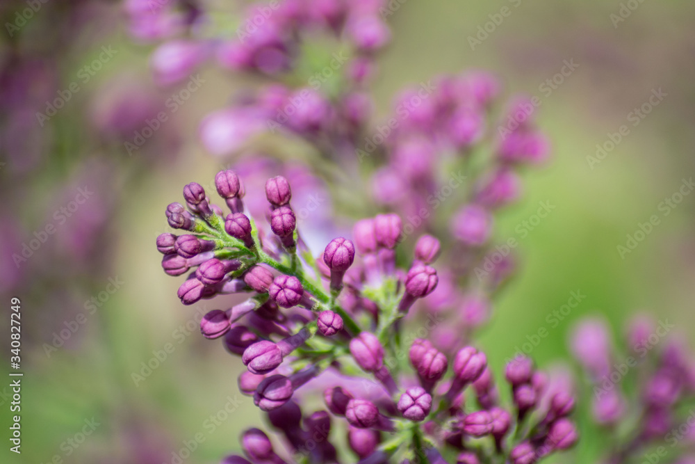 Close-up of purple lilac flower buds in bloom, blossoms in spring season, macro nature outdoors, seasonal, green background