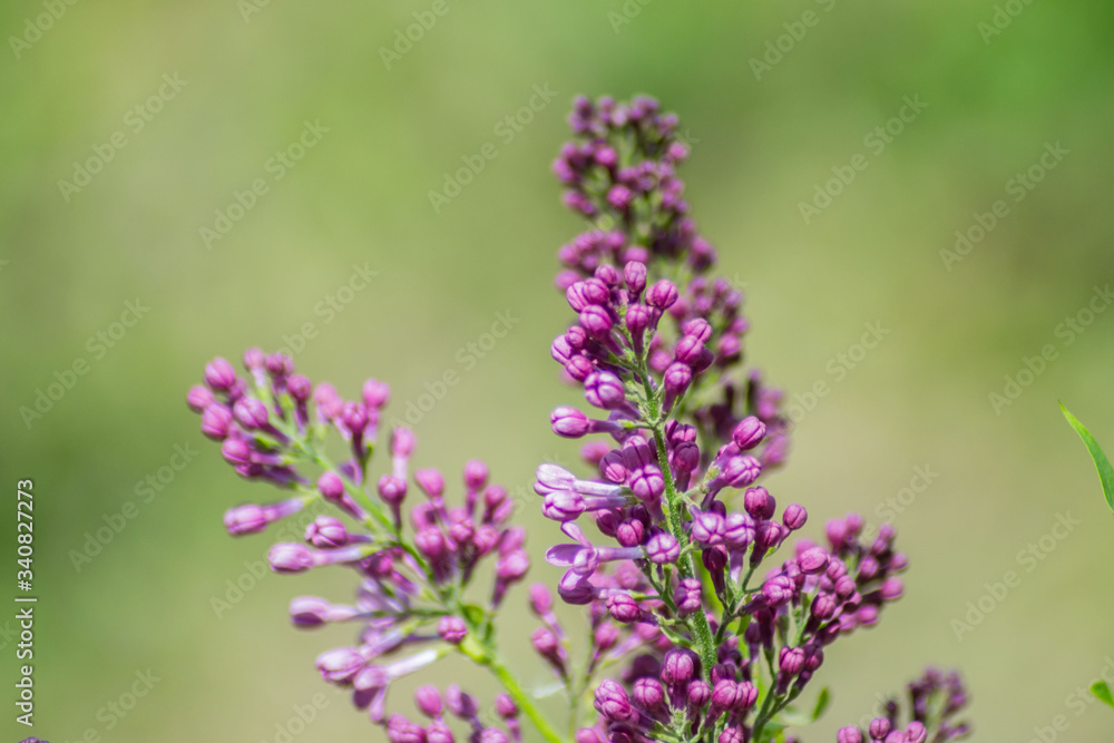 Close-up of purple lilac flower buds in bloom, blossoms in spring season, macro nature outdoors, seasonal, green background Close-up of purple lilac flower buds in bloom, blossoms in spring season, macro nature outdoors, seasonal, green background