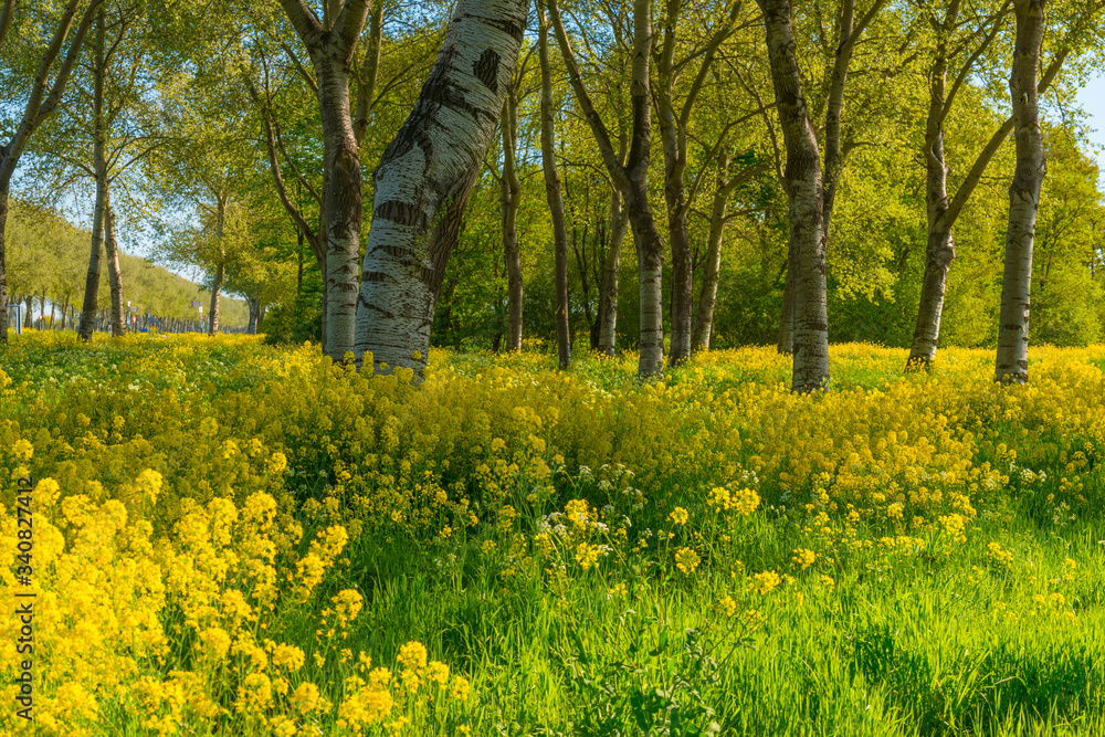 Trees in a green field with grass and yellow wildflowers in sunlight in spring Trees in a green field with grass and yellow wildflowers in sunlight in spring