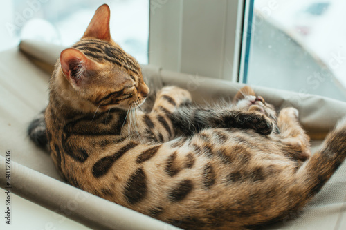 Cute little bengal kitty cat laying on the cat's window bed.