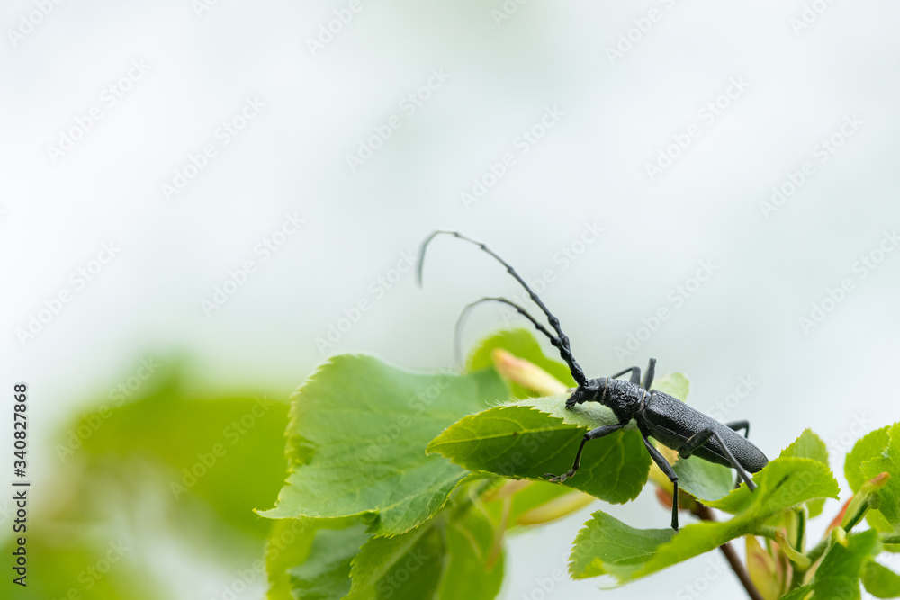 A capricorn beetle sitting on a lime tree