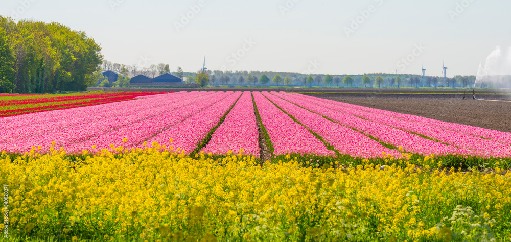 Tulips in an agricultural field below a blue sky in sunlight in spring, 