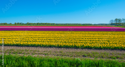Tulips in an agricultural field below a blue sky in sunlight in spring,  © Naj