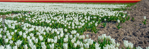 Tulips in an agricultural field in sunlight in spring