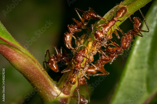 ant on a leaf © Kenneth Vargas