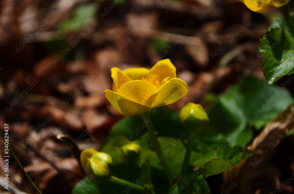 Caltha palustris or kingcup yellow flower, perennial herbaceous plant of the buttercup family Caltha palustris or kingcup yellow flower, perennial herbaceous plant of the buttercup family