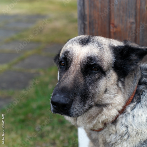 Calm looking shepherd dog