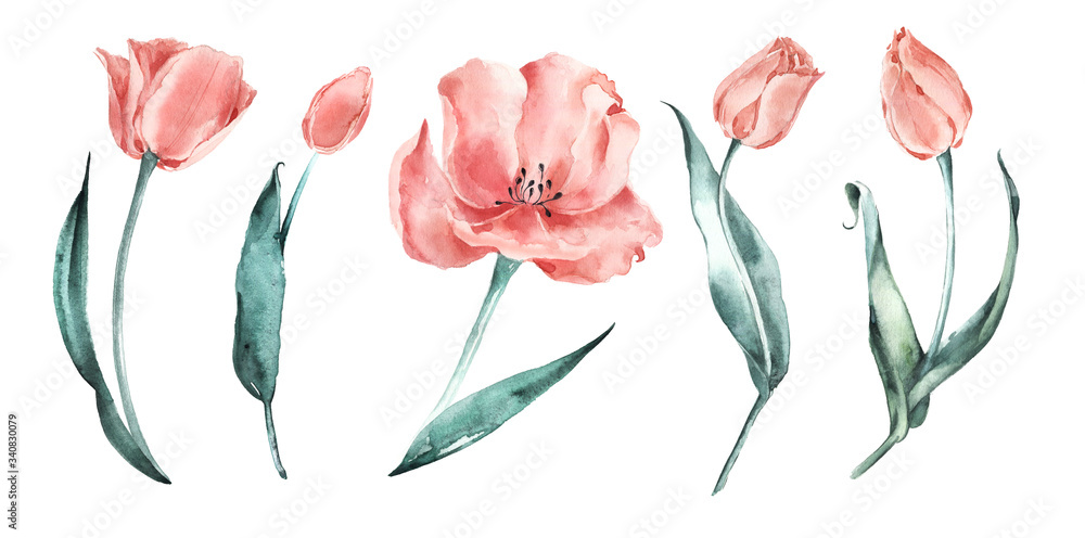 Watercolor tulips set. Salmon Tulips. Coral delicate flowers. - obrazy, fototapety, plakaty 