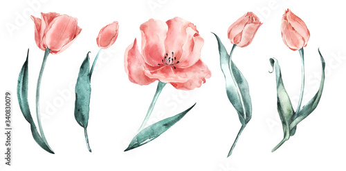 Watercolor tulips set. Salmon Tulips. Coral delicate flowers.