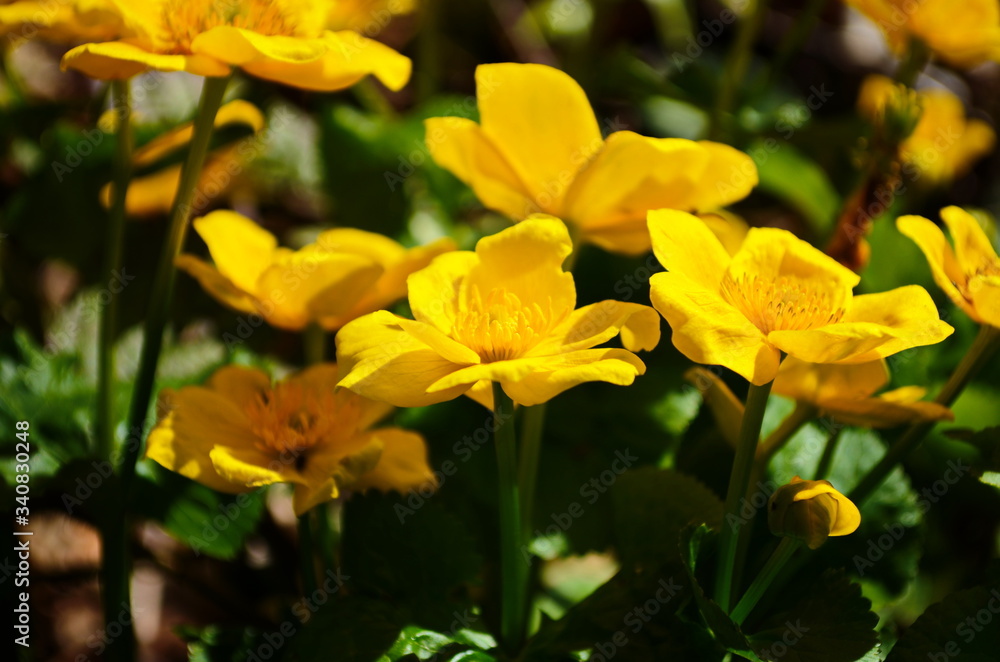 Caltha palustris or kingcup yellow flower, perennial herbaceous plant of the buttercup family Caltha palustris or kingcup yellow flower, perennial herbaceous plant of the buttercup family