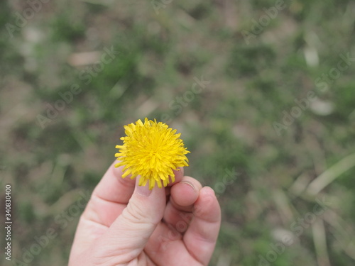 wild flower in the palm of your hand. dandelion in the palm of your hand on a background of green grass