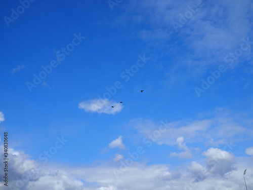 Flock of three Canada Geese flying in formation across a blue sky