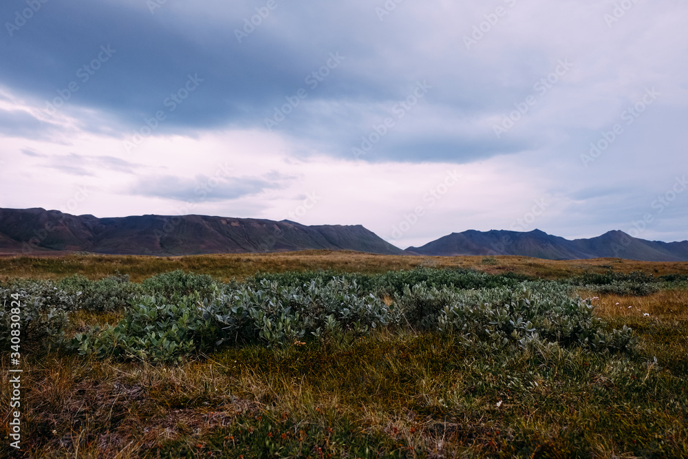 poor northern vegetation in the field against the background of mountains in Iceland