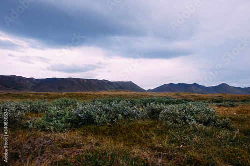 poor northern vegetation in the field against the background of mountains in Iceland