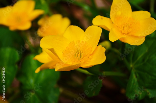 Caltha palustris or kingcup yellow flower, perennial herbaceous plant of the buttercup family