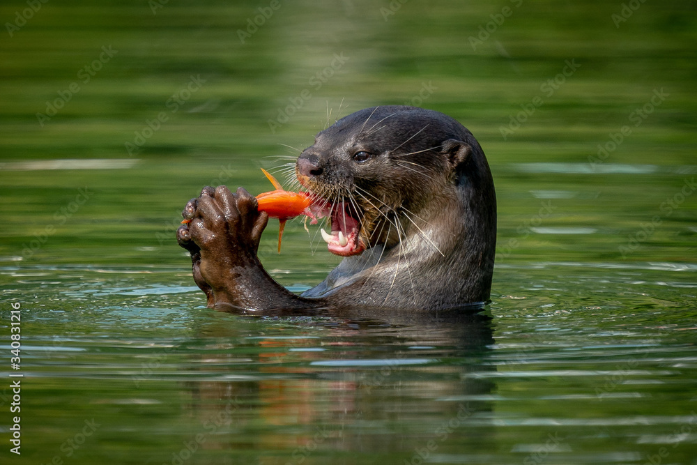 Obraz premium Smooth skin otter