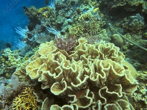The amazing and mysterious underwater world of Indonesia, North Sulawesi, Manado, stone coral