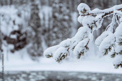 Close up of snowy trees in Riisitunturi National Park, Finland