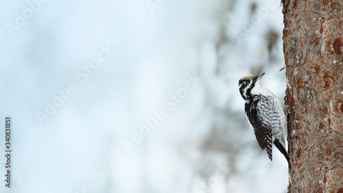 Three-toed Woodpecker bird on a tree in Oulanka National Park, Finland photo