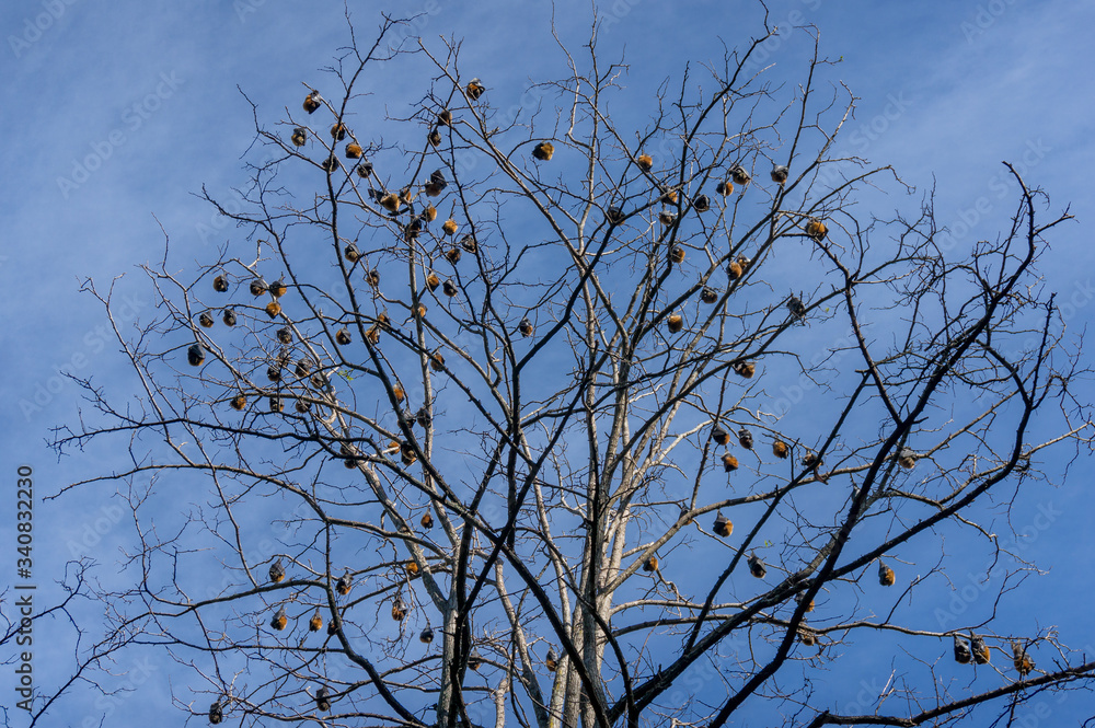 Grey-headed flying fox colony on a bare tree with blue sky on the background Grey-headed flying fox colony on a bare tree with blue sky on the background