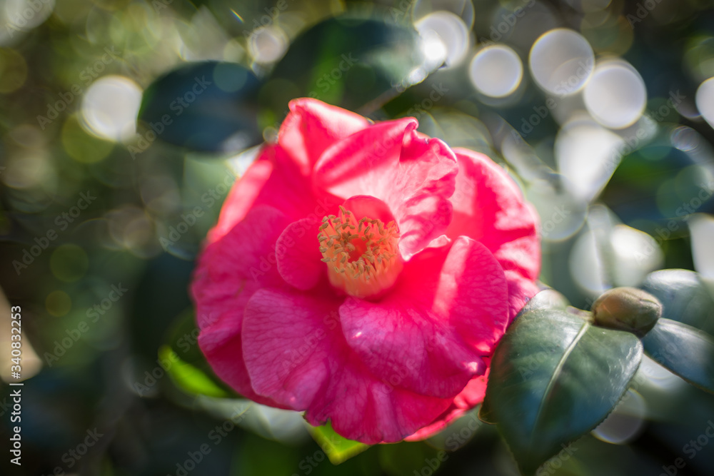 Close up of bright pink camellia flower in the garden Close up of bright pink camellia flower in the garden