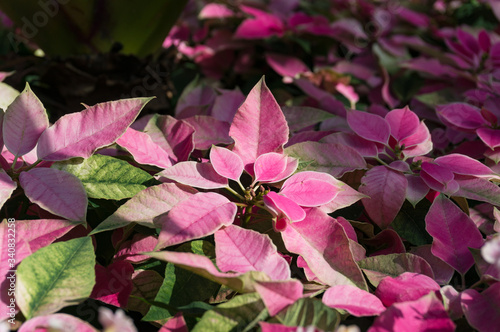 Colorful foliage nature background in pink and green tones