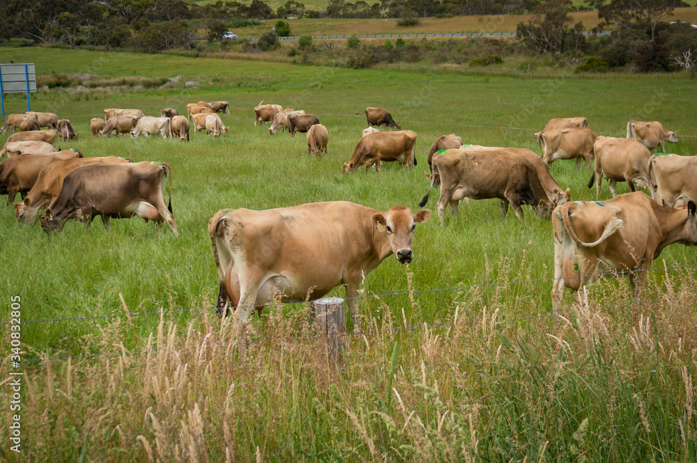 Herd of Jersey cows grazing on paddock farmland