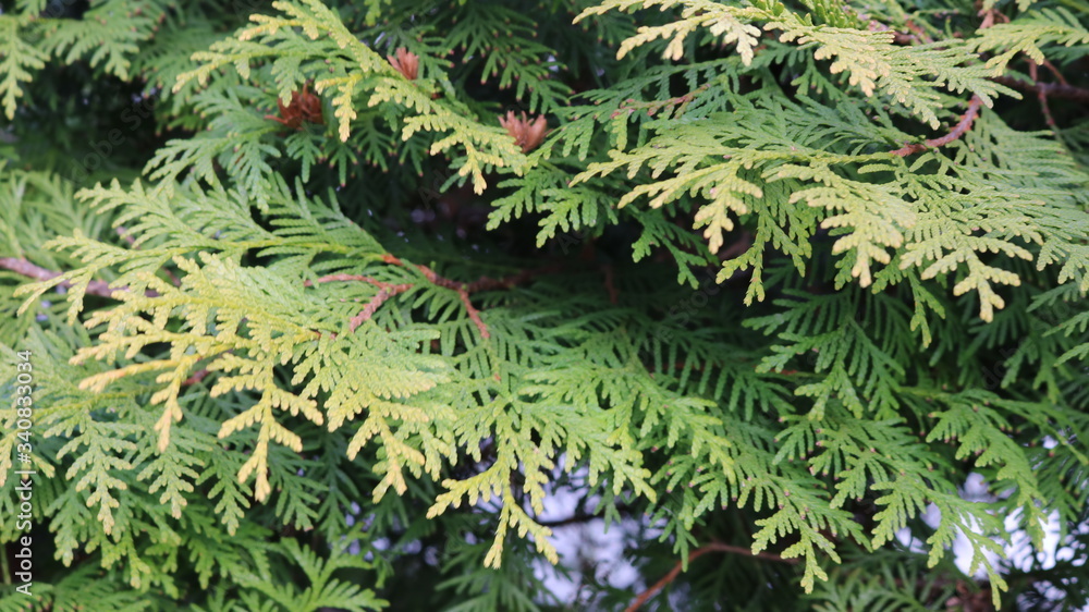 bright vernal tender branches of a decorative plant of a thuja close-up