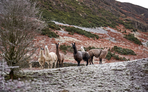 Foto A herd of Alpacas on a frost covered mountain hillside farm in the Lake District in the UK