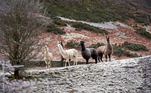 Billede på lærred A herd of Alpacas on a frost covered mountain hillside farm in the Lake District in the UK