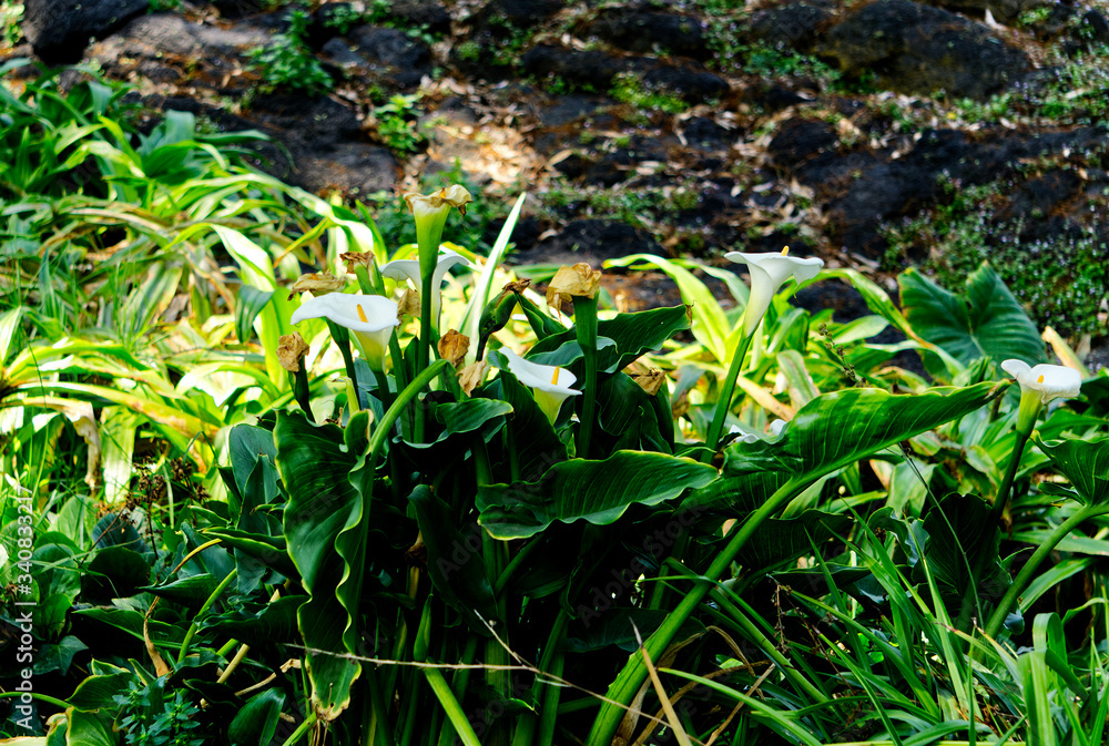 Obraz premium Calla lilys