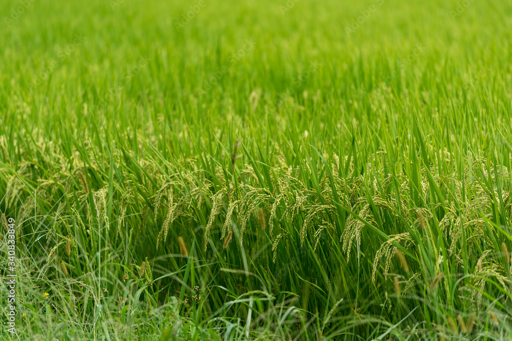 Rice plant close up. Green rice cereal plant with ripe grains