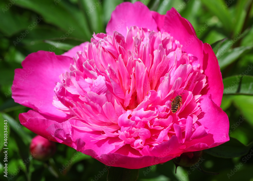 Fototapeta premium Beautiful bouquet of a pink peony with green leaves in the background growing in the perennial cottage garden with a hoverfly sitting on ist petals. 