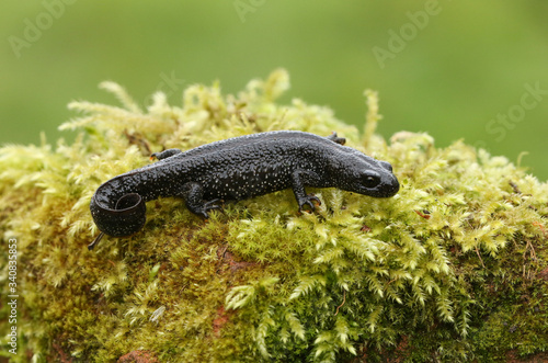Obraz na plátně A beautiful Great Crested Newt, Triturus cristatus, on moss in spring